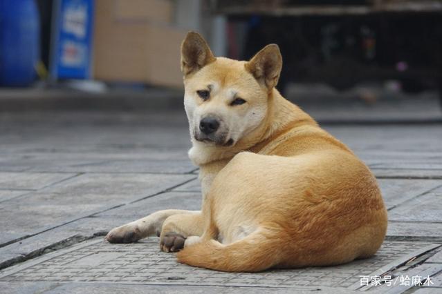 为什么土狗不用打疫苗